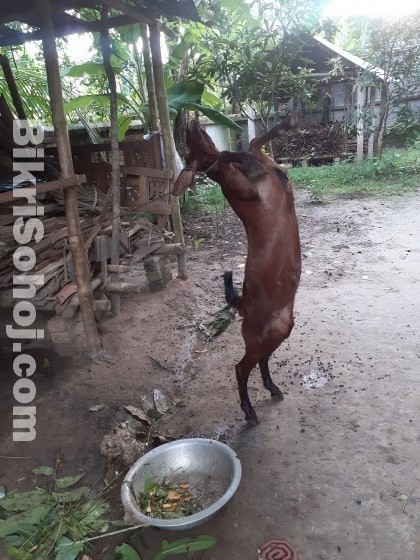 কোরবানির জন্য একটি  খাসি বিক্রয় হবে